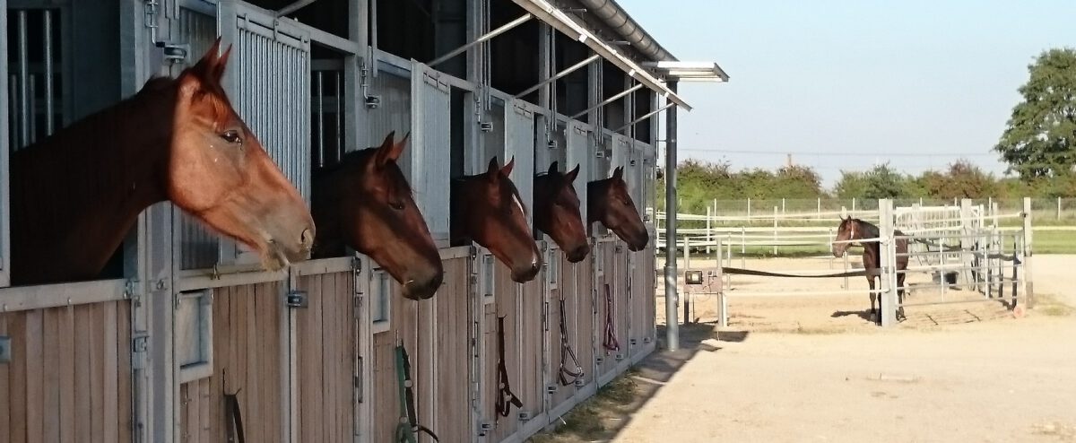 Pferdeboxen mit Tageslicht zur Vermietung